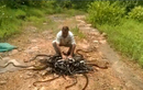 Gặp "bố già" Ấn Độ bắt hơn 30.000 con rắn
