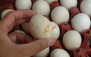 Tại sao trứng gà có đầu to, đầu nhỏ?