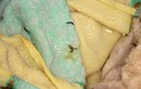 Lý giải ấu trùng lạ nở trong khăn bông ở Đồng Nai