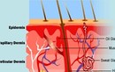 Đường xâm nhập của hóa chất