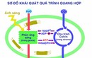 Lịch sử sự sống: Quang hợp có trước hô hấp