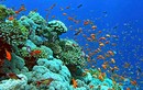 Vùng biển nào ở Việt Nam có nhiều san hô nhất?