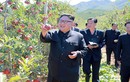 Lãnh đạo Kim Jong-un cười tươi thăm vườn táo trĩu quả