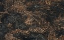 Sự tàn phá vụ cháy rừng Amazon nhìn từ trên cao
