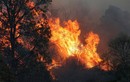 Thảm họa cháy rừng Australia: Thêm lính cứu hỏa thiệt mạng