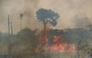 Cận cảnh rừng Amazon vẫn cháy sau một năm