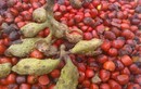 Người Hà thành mua loại hạt đặc sản Tây Bắc giá vài triệu chỉ để ướp thức ăn
