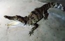 Nghệ An: Bất ngờ phát hiện cá sấu khi đi câu cá đêm