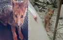 Chủ nhân “sốc” khi phát hiện chó cưng nuôi 3 tháng là con cáo