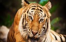 Những con hổ lớn nhất hành tinh và loài đã tuyệt chủng