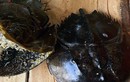 Nghi ăn nhầm so biển, 3 người ở Khánh Hòa bị ngộ độc