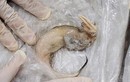 Biết gì về chất cấm nguy hiểm trong mẫu cá khoai ở Quảng Bình?