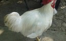 Sự thật gây sốc về “vua của các loại gà” ở miền Tây