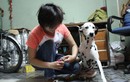 Tận mắt nghề chăm sóc thú cưng cho đại gia ở Sài Gòn
