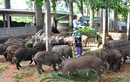 “Rỉ tai” cách chọn mua lợn rừng chuẩn làm đặc sản ăn Tết