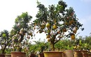 Vườn cây 10 quả chơi Tết “siêu lạ” của lão nông Hà thành