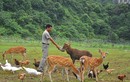 Lùng mua hươu rừng giá “mềm” làm đặc sản ăn Tết