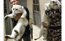 Mèo khổng lồ dài 1 mét ở Hà Nội gây sốc