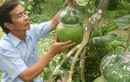 Bưởi hồ lô Việt "so găng" trái cây tạo hình Trung Quốc 