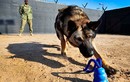 Chó nghiệp vụ của đặc nhiệm SEAL được luyện thế nào?