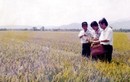 Chủ nhiệm hợp tác xã Nguyễn Bá Thanh và dấu ấn ở Hòa Vang