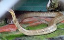 Tận mục rắn hổ chúa “khủng” nhất trại rắn miền Tây
