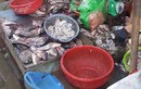 Kinh hoàng hàng tấn cá ươn gái rẻ bèo “leo” lên… bàn nhậu