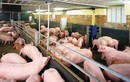 Ăn thịt lợn nhiễm kháng sinh: Người Việt đang đầu độc chính mình