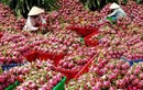 6 loại hoa quả Việt Nam không bao giờ phải nhập khẩu