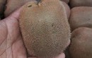 Hớ nặng vì kiwi Trung Quốc 25 ngàn bán 170 ngàn/kg