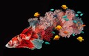 Tuyệt diệu ảnh san hô nở hoa trên đuôi một chú cá