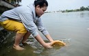 Mua 80 kg rùa giá 25 triệu ra sông Sài Gòn phóng sinh