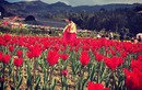 Giới trẻ phát sốt với cánh đồng hoa tulip ở Lào Cai