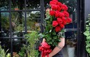 Hoa hồng giá nửa triệu cao hơn người cháy hàng dịp Valentine