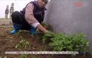 Rau trồng trên nghĩa địa đội lốt rau sạch ở chợ Hà Nội