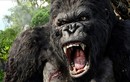 Đi tìm sự thật loài King Kong trong phim lừng danh của Holywood