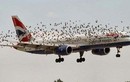 Dự án nghìn tỷ đuổi chim ở sân bay tái xuất lần 2
