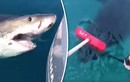 Bị cá mập trắng tấn công, dùng đồ lau dọn đánh lại 