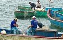 Thuyền, thúng “dàn trận” vây bắt cá bên thềm đảo Lý Sơn