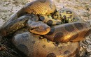 Rùng rợn “quái vật rừng rậm” Anaconda hung bạo nhất hành tinh 