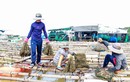 Cận cảnh nghề nuôi trai thu bạc triệu ở Khánh Hòa