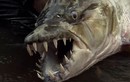 Bắt cá hổ khổng lồ ăn thịt được cá sấu ở Congo