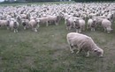 Clip siêu hài hước (P9): Cừu phản đối