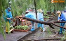 Cây xanh Hà Nội đổ gục sau trận mưa to