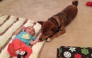 Ảnh: Tình bạn tri kỷ giữa bé và chú chó Shiba