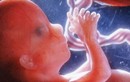 Lý thú quá trình tạo máu ở thai nhi