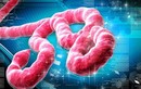 Vì sao Ebola là nỗi sợ khủng khiếp của nhân loại?