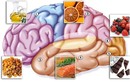 Top thực phẩm bổ não giúp phòng bệnh mất trí nhớ 