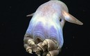 10 sinh vật biển kỳ lạ gây kinh ngạc