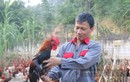 Tỷ phú nuôi gà thả vườn ở Lào Cai
